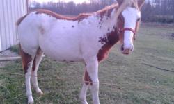 Almost 2yrs old, she is halter broke! She is a paint breed! she is not papered or registered!