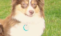 Maryanne is a two year old, brown tri- Toy Australian Shepherd. She is fully house trained, has all her shots, license, and has recently been fixed. She is 14 inches tall and about 20 pounds.
She is a wonderful family dog, loves to snuggle, is excellent