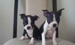 One tiny Boston Terrier puppy,11 weeks old, Super playful and sweet! She is American Canine Association registered with papers, shot records, and de-worming up to date. She also come with a 1 year written health warranty. Call Today. 706-707-6373