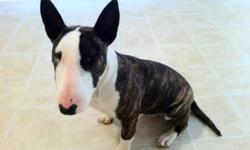AKC registered English Bull Terrier, female, brindle/white, 6 months old, no breeding restrictions. She is microchipped and shots are up to date. Along with the puppy I am including all of her things, food and supplies. She will also come with 4 months of