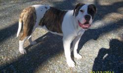 Misty is a 5 month old female american bulldog. She is 100% Johnson bloodline, her parents' pictures and pedigrees can be found on my website: www.carolinacountrybulldogs.com Her mother is 80lbs and father is 120lbs. She is an energetic puppy that likes