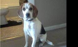 1 year old female beagle... not fixed.. good country dog.. great with other dogs... black, brown, and white. has her shots and been wormed. She is a rescue dog and also has pups for sale! miislove713@hotmail.com or (573) 218- 2056