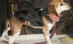 Rabbit hunters, take notice! We have a female beagle 5 1/2 years old; medium speed good rabbit dog; good cottontail dog or pup trainer; AKC registered; Midland, MI area; $150 cash. Call -- to come see her.