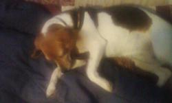 Five year old female beagle mix. Good with kids and cats. She is up to date on all her shots. She is a sweet loving dog, she likes to play and be outside. She is house trained. We need to find her a good home. She is not fixed but willing to get her