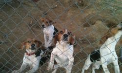 Have 4 Beagles for Sale 2 6 month old female $50.00 each 2 females already running rabbits $100.00 a peice. Call 270-703-0775