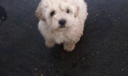 Beautiful little Bichon Frise female puppy. She was born Sept. 22, 2010, She has a light brown coat. Parents are on-site. She is very playful and sweet. We're looking for a loving and caring family that will take good care of her. Please call for