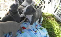 I have one female Blue American Pitbull Terrier with Razors edge bloodline available. They were born December 6th. Ready for their new home, I have two fawn girls left and one fawn boy left. Dad and mom both on site, Dad UKC seven generation purple ribbon