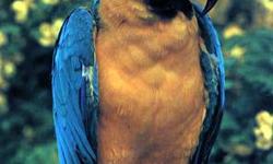 beautiful 8 yr old female blue and gold macaw great personality and a real sweet heart for more info plz call --