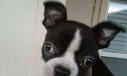 Born 24Dec10
Small Black and White(Classic Boston Colors!)Female puppy.
I am only asking $150.00 to cover the money I have invested in her and because she is not registered. She is a pure-blood, both of her parents are pure blood. I am willing to deliver