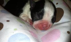 Boston Terrier Puppy Born 9/14. Mom is 12 lbs and APRI/AKC, Dad is 19 lbs and AKC. Dad is brindle on balck, Mom is Black and white. Dad is a hunter and Mom is a LOVER! I Own both. Price includes first set of shots,worming and dew claws removed
Read more: