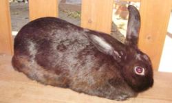 their breed is Rex, I have one black and one tan I also have one Californa rabbit. They are sweet and love to be held they have also been around Dogs, Cats, And young childern.
They have a $25 re-homing fee each they with come with some food and bedding