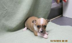 female chihuahua. fawn with white and black markings. born november 4, 2010. mom is white with black and brown markings and dad is blue. ckc registerable, up to date on shots and wormings. paper potty trained and is eating moist puppy food now. she comes