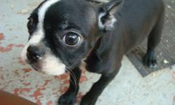 678-667-2322 one little cute Boston Terrier female left. She is registered and up to date on her vaccines and worming. She also come with a 1 year health warranty. She is in the process of being house trained and with be freshly groomed and ready for her