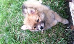4 mth old female pomeranian pup sable colored has 1st shots only come with leash and collar