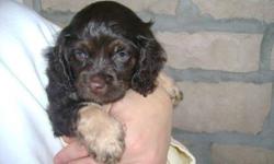 Cockapoo, female, chocolate, 7 weeks old, semi potty trained, starting to eat hard food, already has shots.