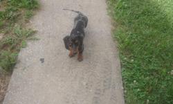 Female Dachshund 6 months old name is Daisy have paper signed and ready for her to be registered