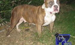 SHE IS BLUE BRINDLE VERY NICE. HER AGE 2 1/2 YRS OLD. AMERICAN PITBULL TERRIOR WITH UKC PAPERS . GREAT DEAL CALL ME JOE AT --