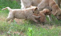 2 Female Golden Retriever Puppies for Sale - These beautiful ladies are fun-loving, adventurous, and social. They are simply waiting for the right family to join. The puppies have champion bloodlines and are AKC registerable. They have had their first