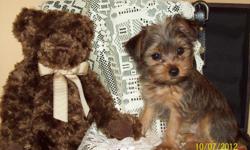 Female AKC golden sable yorkie puppy born 8/2/12, carries for golden, chocolate & parti. She has a white patch on her chest &&nbsp;is charting to be 5 1/2 lbs. Pics were taken @ 9 weeks. Undercoat is golden so she will be mostly golden with black tips. I