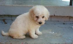 404-784-4175 White fluffy hypoallergenic REGISTERED Bichon Frise puppies. They are up to date on their vaccines and worming and come with a 1 year written (money back) health warranty. They are being house trained and love to play. They will be freshly