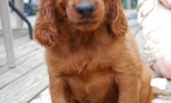 Female, registered, home raised, beautiful registered Irish Setter Puppy now ready for adoption. She was the first puppy picked and a deposit placed on her, but her new owners are now unable to take her.
Born 5/3/11, vet checked, shots, dewormed,
