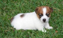 Hello i am looking to re home a female jack Russell puppy to any loving and caring home,she is 7weeks old and very healthy with some health papers,great with other pets and kids,please contact
Thanks.