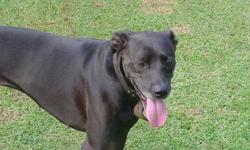 Gypsy is black lab mix with Dalmation and a few other things we are unsure of. Lovable. Mostly outside dog, but needs attention everyday. Comes with dog house, lead, leash with gentle leader. Loves kids, good guard dog. House trained. Does great with