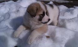 Two adorable Female Malamute/Akita mix puppies for sale. Have great temperaments and are wonderful pets with children...they naturally love children. Parent dogs are on the premises with puppies. Very pretty females. Born Jan. 1st. Are you Interested?