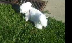 Bourke is a 12mo old 9 lb intact female Maltese. She is very cute and extremely loving. Unfortunately, I am in school and am unable to devote the amount of time to Bourke that she deserves. She is a great little girl and would be an excellent addition to
