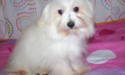 Female Malti-poo pup (Maltese/Poodle mix). Dob 8/29/10
Located in Grannis, AR. 561-688-3521
