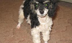 She is very pretty and sweet Parti Poodle Puppy. She is Black and White. She was born 5-18-11 and is up to date on shots and wormings. She is sweet and will make a great addition! $400 If interested call (25)336-4390