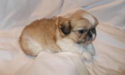 Caney Creek Pekingese
&nbsp;
We have 1 female puppy for sale
DOB &nbsp;8/12/2012 &nbsp; &nbsp; &nbsp; &nbsp; She is between 6-7&nbsp;wks&nbsp;old
Please visit our web site to view more pictures, and get further information about our little guys.