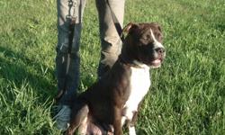 Full blooded female pit bull. 2 year old chocolate brown with white patch. Excellent disposition; hand raised from pup. $25. To good home only. Call Jim at 325-691-1533 or leave message at 325-691-1533. Erie, PA area.