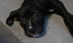 A two month old very energetic and friendly puppy! All black with white markings on the face, chest, and paws. She has had her shots but has no papers. She is great with other people, kids, and animals. Would prefer a home with a big yard so she can run