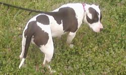 Short..black@white female.....almost 2yrs old..bloodline is jeep@colby..the dad to her is blue an white....the mom is black@white...both parents are short too....need to sale quick.....she's good with people an other dogs