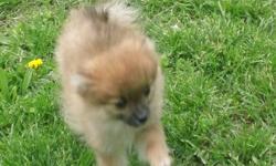 1 small female pom pup. light brown / with some black. d/o/b 2/14/11 very playful 317 243 8580 no emails please