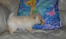 female pomeranian puppies will be ready to go home November 14th with first shots and dewormed, parents on the premises, ckc reg, white, cream and red females, $450ea , 205-661-9050, www.freewebs.com
