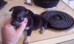 i have a female 6 week old pug pup for sale asking price 75.00 she is the runt
