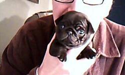 this female pug puppy&nbsp; is going to be a toy size puppy very small .taking phone calls &nbsp;only&nbsp; cash only will be ready&nbsp; for a nice home on jan 15-2013&nbsp;&nbsp;&nbsp; thank you,,,,,,,,,, 9 weeks old in these pictures ,,was born on nov