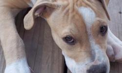 6 month old boxer mix....&nbsp;
female ...
loves kids and her walks..
she loves to play and being cuddled...
had first shots and dewormed...
&nbsp;