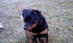 AKC registered female rottweiler, german bloodlines with black and mahagony coloring. She has a wide stature and is great with kids and other dogs. Shots and deworming up to date. She is very playful and smart. She is having her first heat. Selling with