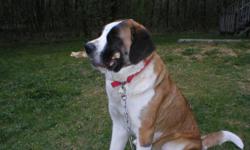 2.5 year old, Short hair Saint Bernard.
needing to find a good home, before tomorrow June 10,2011.
Nobody with young kids; she has NEVER been aggressive with us, but I'd rather NOT take the chance.!
My mom is moving, and cannot take her.
If I don't hear