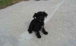 She is a very cute Schnauzer/Poodle mix puppy. She was born 8-24-10 and is up to date on shots and wormed. Her mom and dad weigh 8 pounds. She is ready for her new home for the Holiday and will make a great addition! $350 If interested call (252)336-4390