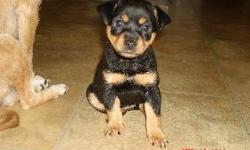 This adorable puppy - we have one female left - was born 2/22/11 and is ready for her new home. She has all of her puppy shots. Her mom (Shibu Inu) weighs 11 lbs and her dad (Minature Pinscher) weighs 12 lbs., so she won't be very big once she is fully