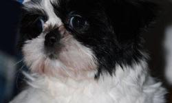 13 week old Shih-Tzu female pup, black and white, and full of kisses and love.
Playful, socialable!
You may see her on http://www.littledreamranch.com
Call Marcy or Glen @ 603/863-7498