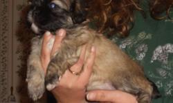 I have 1 female shih-Tzu puppy left. UTD and using pads and outside. Very smart little girl !! Would make someone a great Christmas gift. Feel free to call me or e-mail for more inforamtion on her. MERRY CHRISTMAS !! Bridgett 931-853-4102 or e-mail