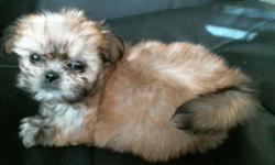 female shih tzu puppy, paper trained, ckc reg, born 10-11-12, 6 month health guarantee, $450, www.facebook.com/cindysbirdsandpuppies --