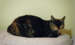 Dale (aka baby girl) - Beautiful 6 year old female tortoise shell cat looking for a home ? shy but that may change in a home without male cats ? bottle fed as a baby ? Spayed - San Antonio, TX Northwest side ? Email becashook@gmail.com or call --