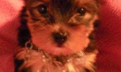 FEMALE YORKIE, 8 WEEKS OLD, AKC REGISTERED, WEIGHT 1.3 LBS. READY TO GO TO A LOVING HOME.