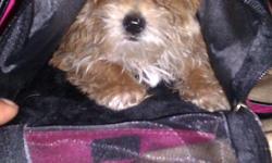 I have a adorable 4 month old yorkie mix female. She is half yorkie and half peka poo. She will be a small dog. She is utd on shots wormed family oriented and ready to go to a good home. If you are interested in her then call or text me at 6143841103.